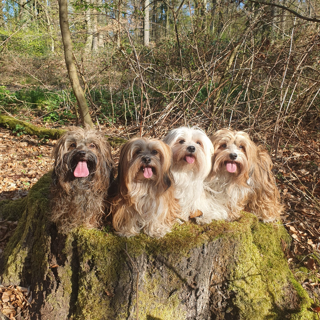 Wald_HP