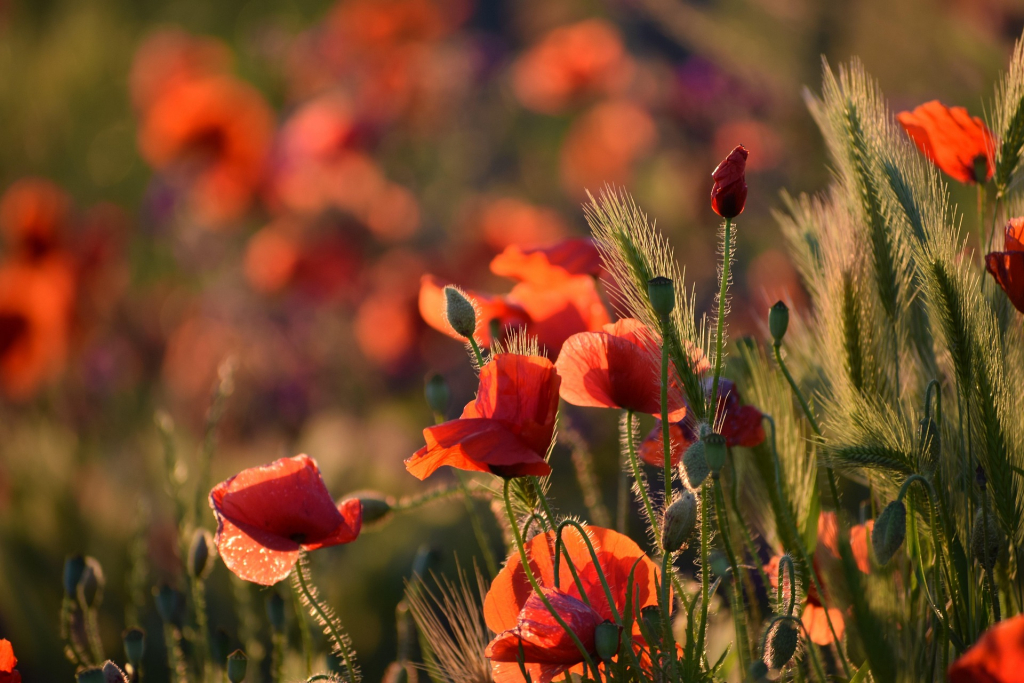 goranh-poppies-4247574_1920
