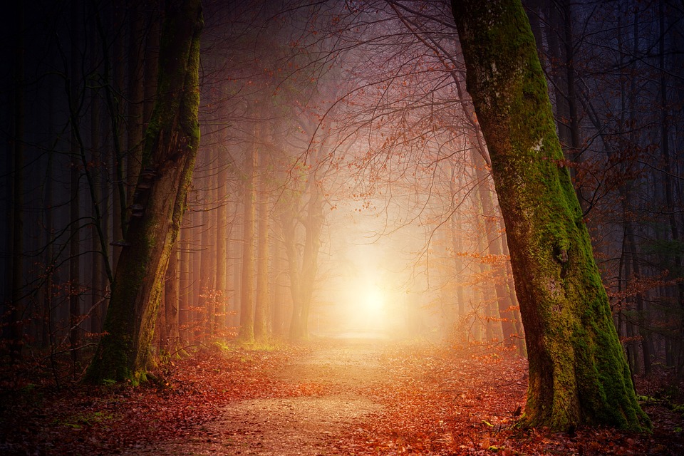 nature-3151869_960_720.jpgjplenio