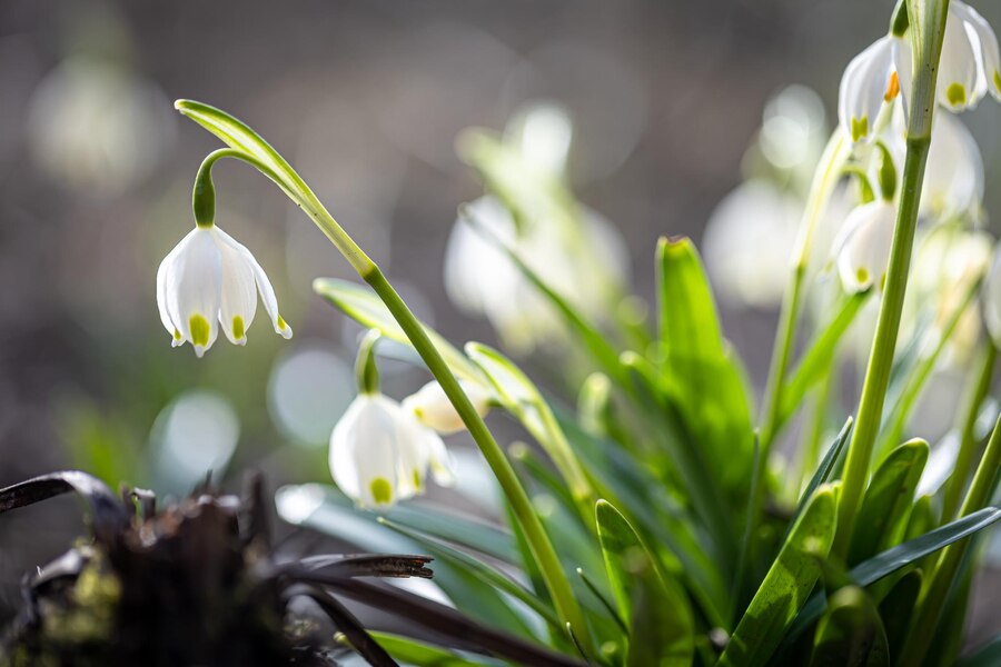 schneegloeckchen-in-der-bodenmakrofotografie-hautnah_169016-192