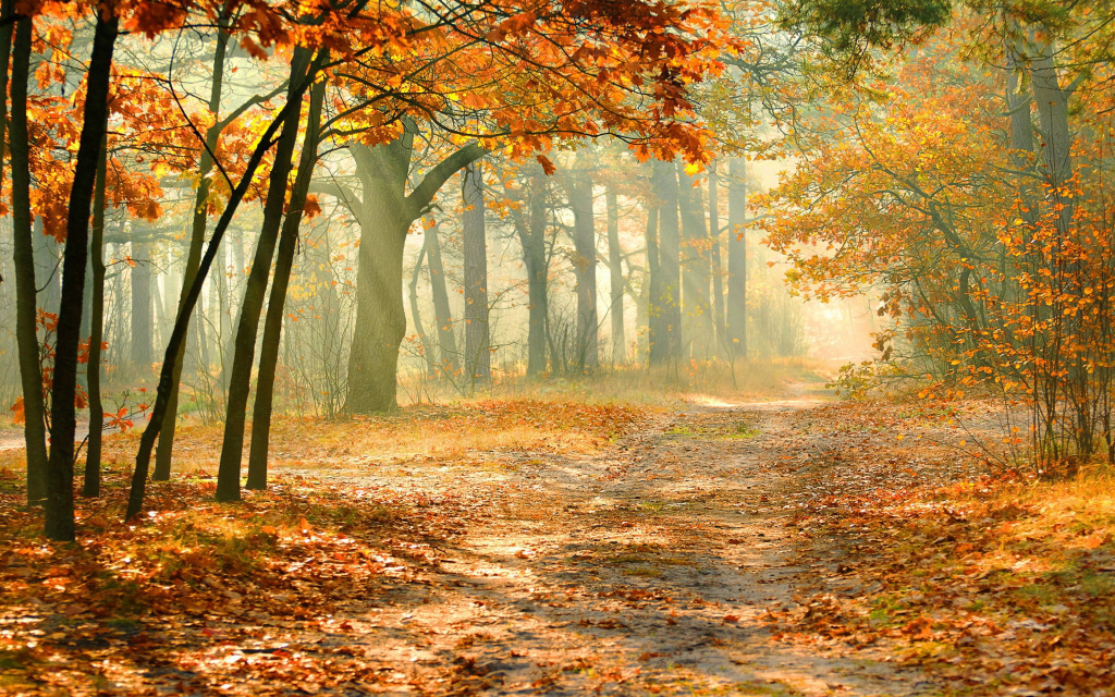 Autumn-forest-trees-red-leaves-sun-rays-fog_2880x1800